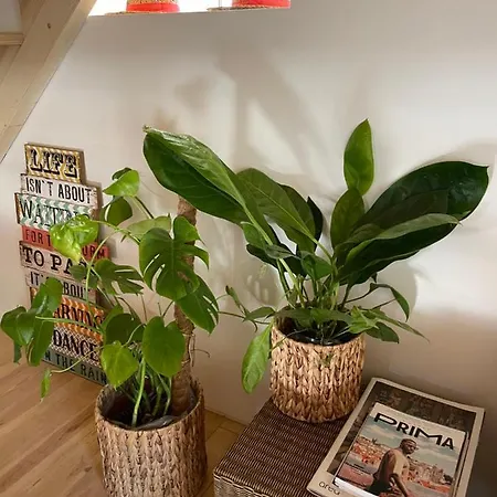 Beija Rio Charming House Шале Феррейра-ду-Зезери